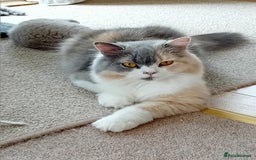 British Shorthair cats for sale: Gorgeous British short-hair kittens  - Image 8