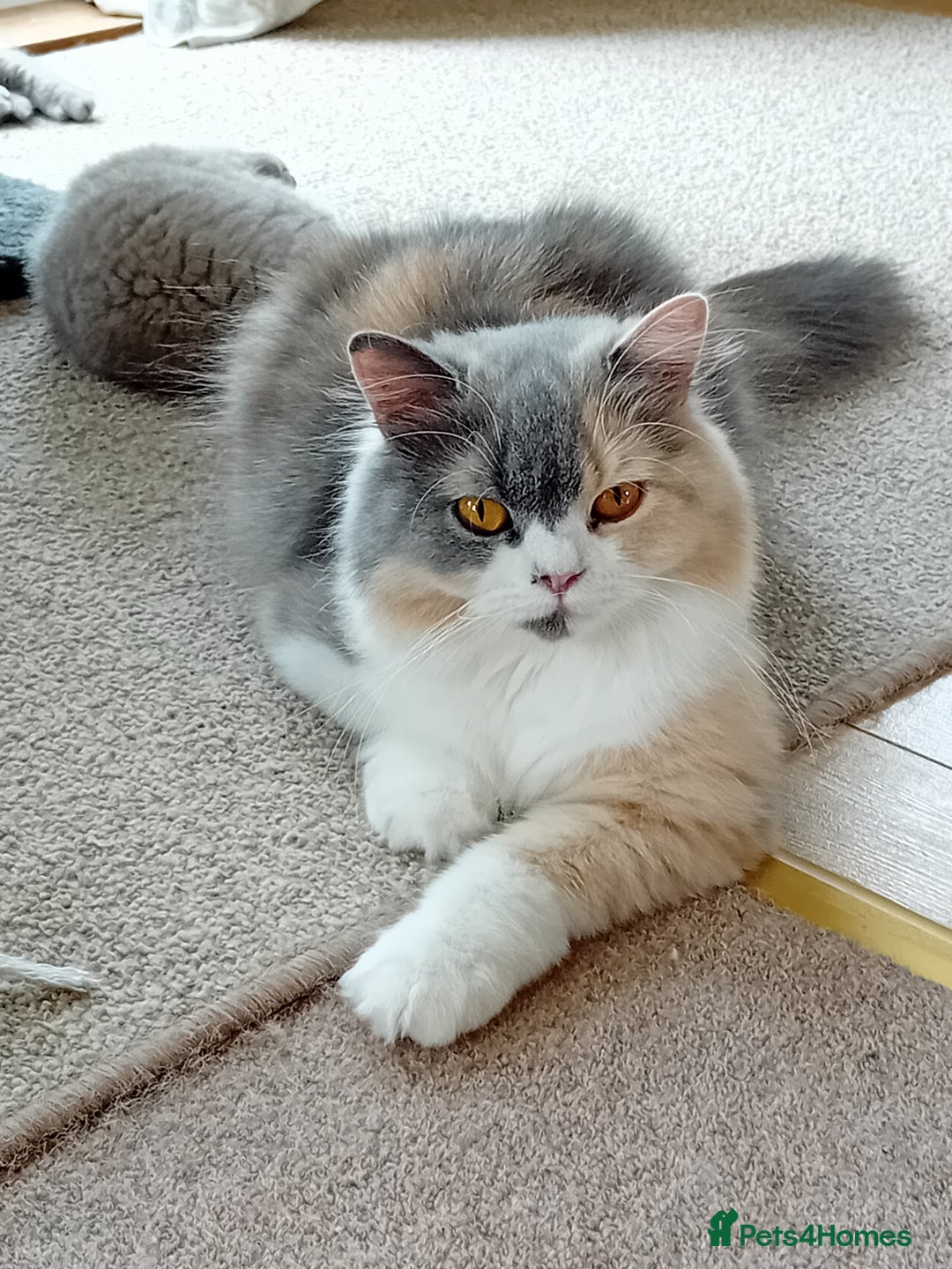 British Shorthair cats for sale: Gorgeous British short-hair kittens  - Image 8