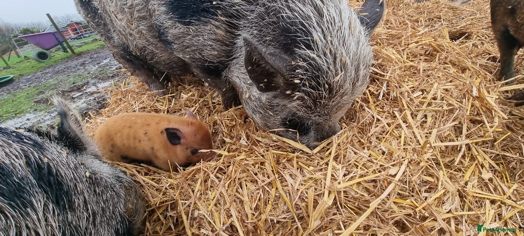 Pig livestock for sale: Minature Pigs (7/8 Juliana) - Advert 10