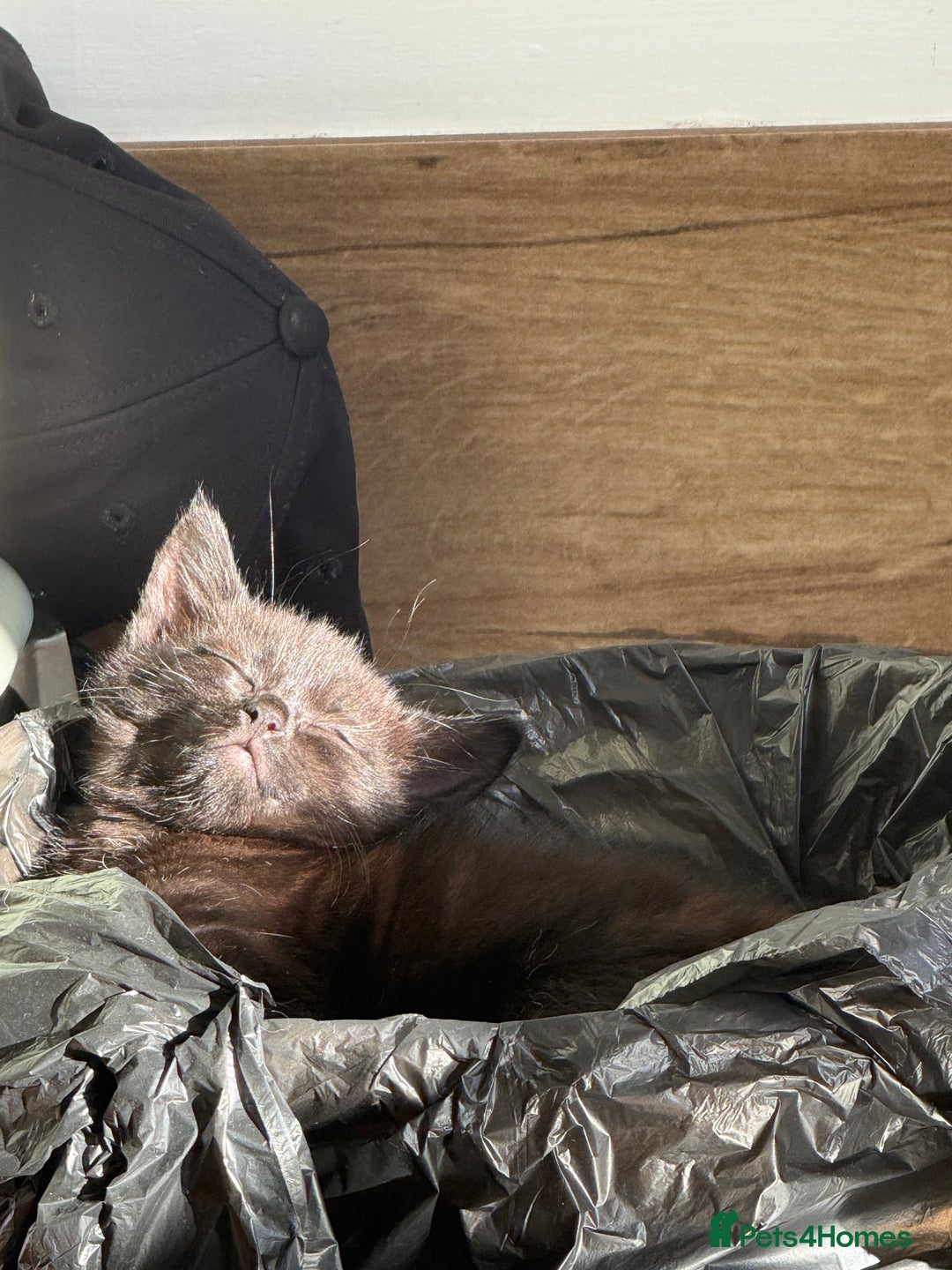 Mixed Breed cats for sale: Cat for sale  - Image 10