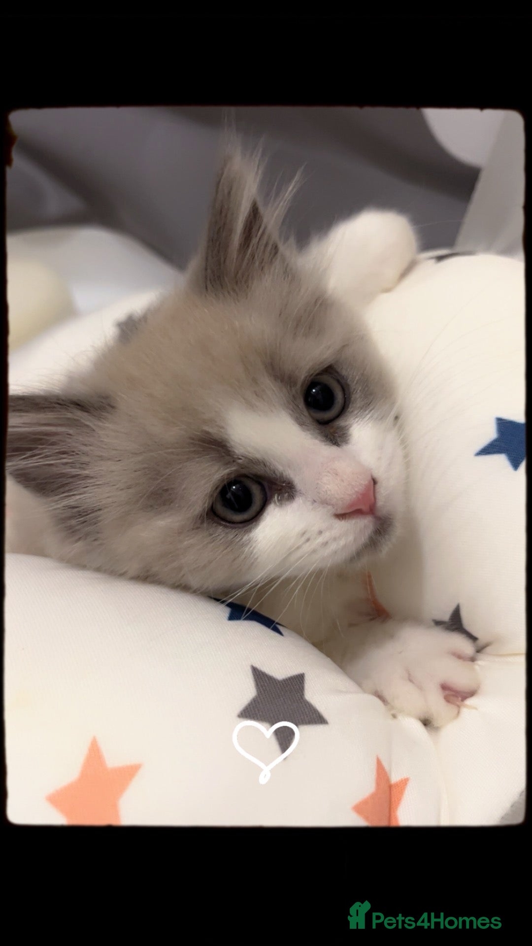 Ragdoll cats One Beautiful ragdoll kitten left   - Advert 18