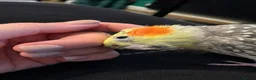 Cockatiels birds for sale: Male and female cockatiel  - Advert 10