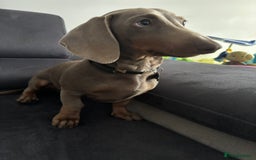 Dachshund dogs for sale: 5month male dachshund  - Image 2