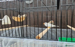 Finches birds for sale: Beautiful zebra finches - Image 2