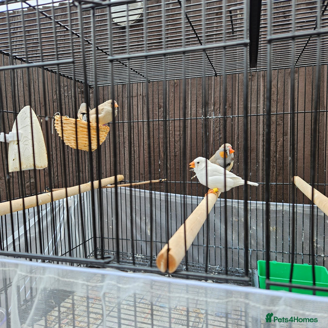 Finches birds for sale: Beautiful zebra finches - Image 2