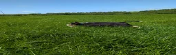 Border Collie dogs for sale: Cracking Litter of Tri Coloured Collies For Sale - Advert 12