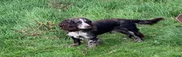 Cocker Spaniel dogs for stud: Tri tweed cocker spaniel for stud - Advert 4
