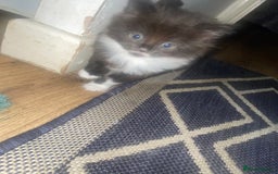 British Longhair cats for sale: 3 beautiful little girls - Image 3
