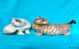 British Shorthair cats for sale: 🐾Purebred BSH kittens🐾 - Image 12