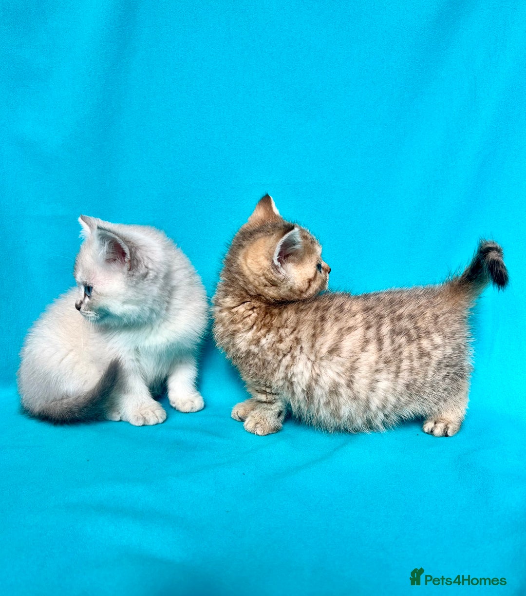 British Shorthair cats for sale: 🐾Purebred BSH kittens🐾 - Image 12