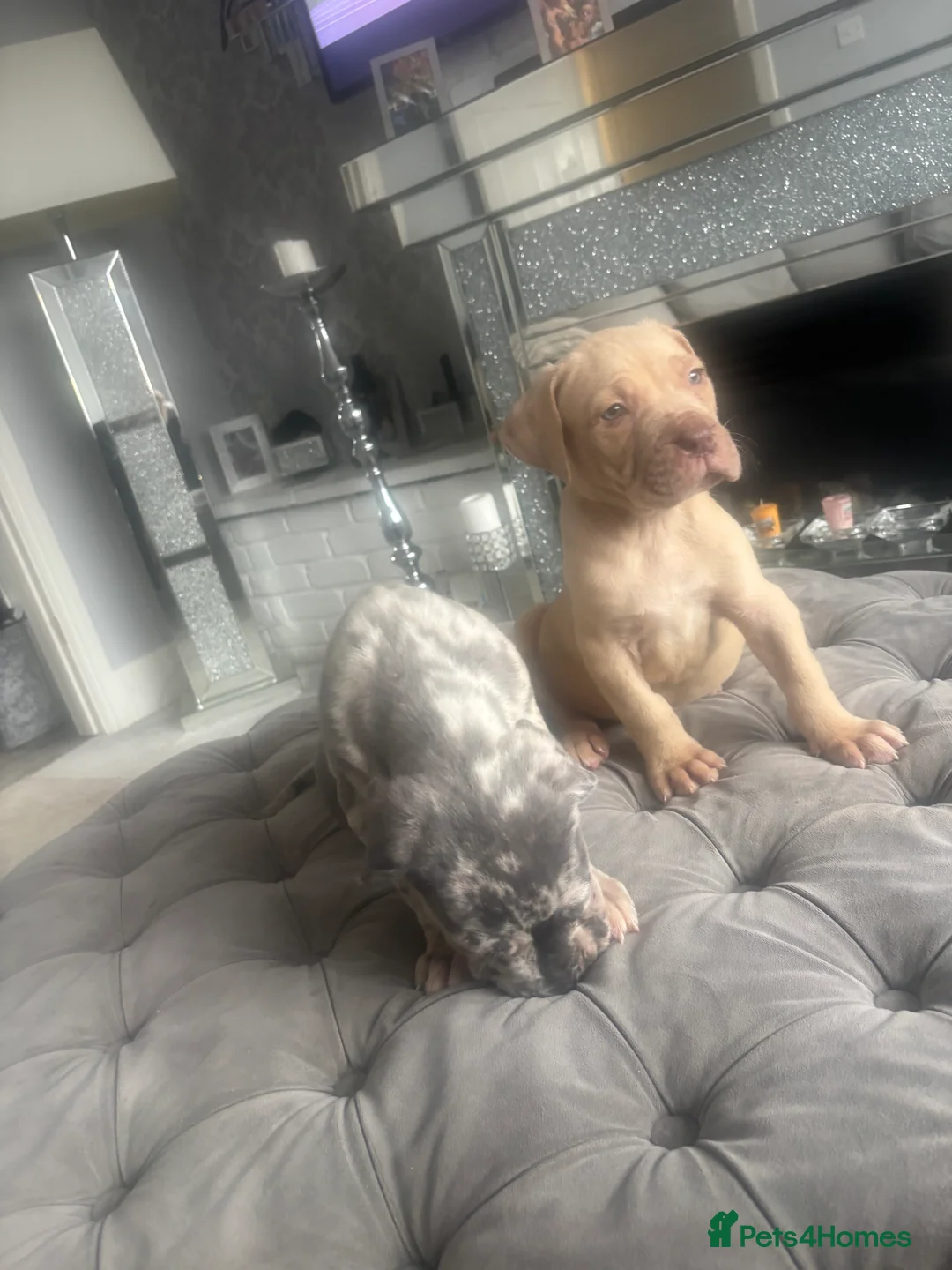 Neapolitan Mastiff dogs for sale: Neapolitan mastiff champion bloodline - Advert 12