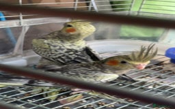 Cockatiels birds for sale: Baby cockatiel for sale mixed prices  - Image 18