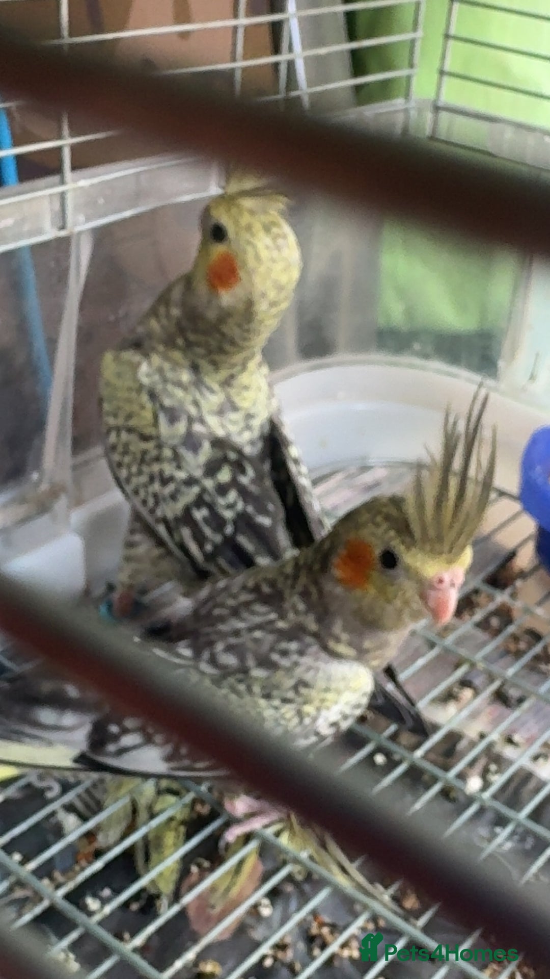 Cockatiels birds for sale: Baby cockatiel for sale mixed prices  - Image 18