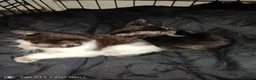 Mixed Breed cats for sale: 2 kittens  in Prenton - Advert 2