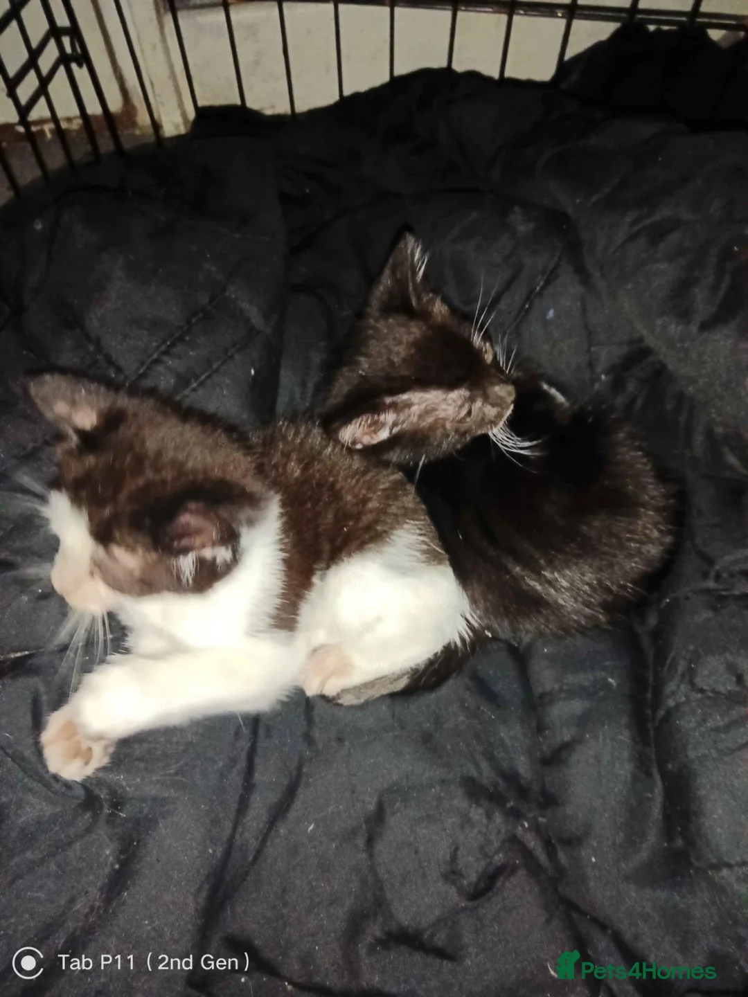 Mixed Breed cats for sale: 2 kittens  in Prenton - Advert 2