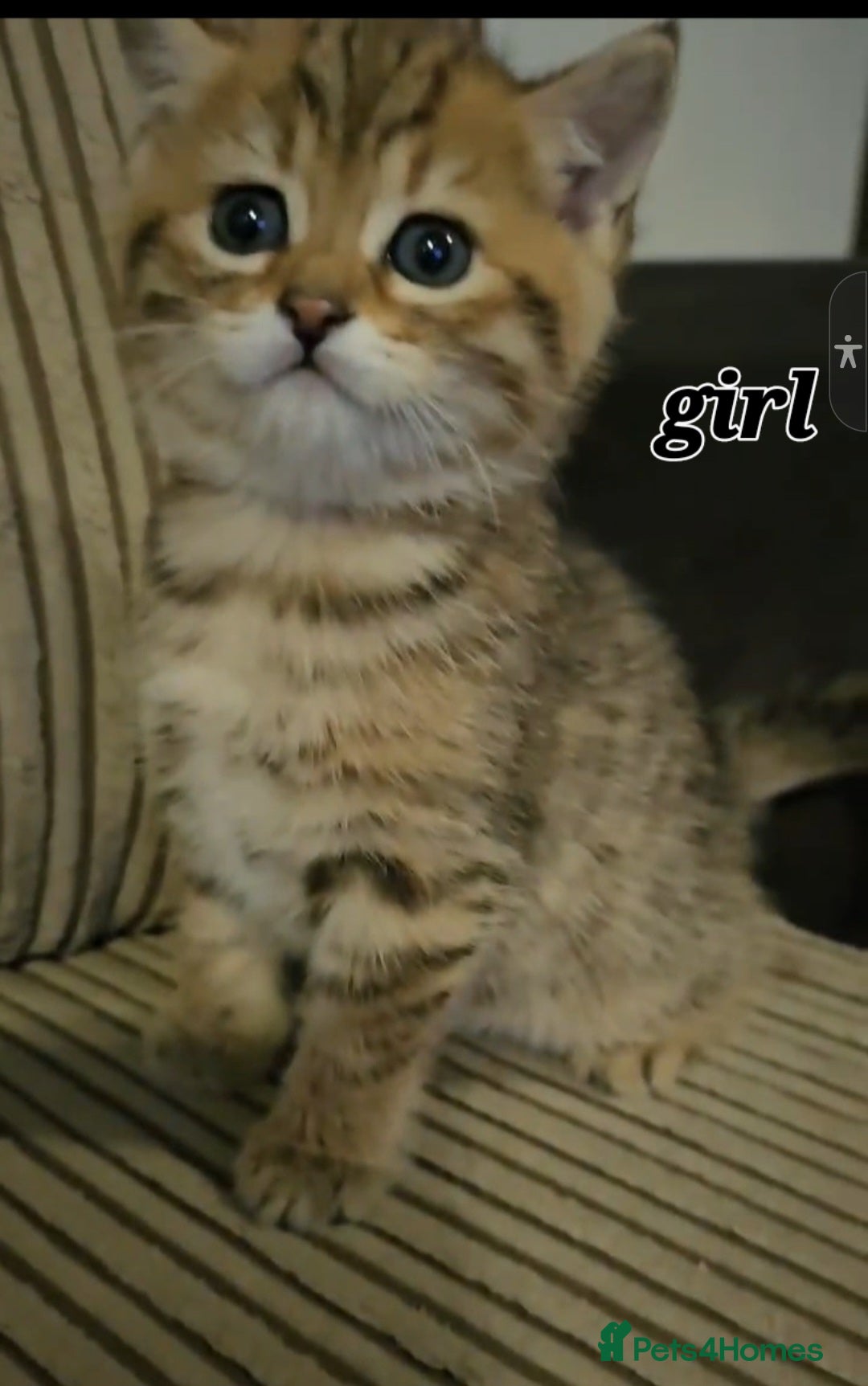 Scottish Fold cats for sale: Beautiful Scottish Fold Kittens - Advert 3