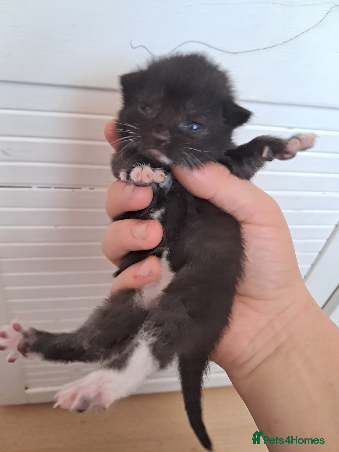Mixed Breed cats for sale: Last female ready Wednesday - Image 10