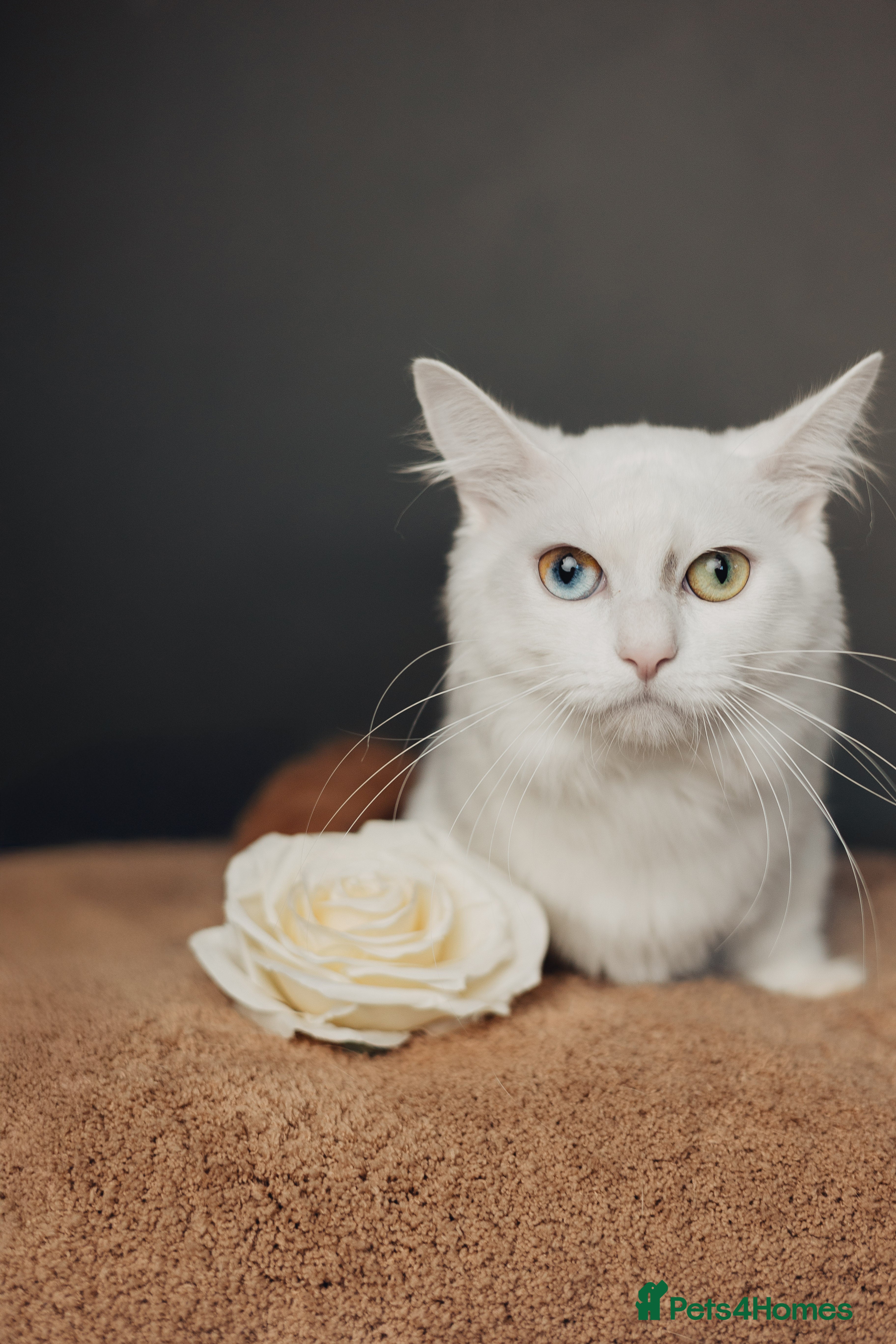 Munchkin cats Pedigree Munchkin for stud duties  in Ивсхам - Advert 4