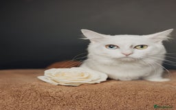 Munchkin cats for stud: Pedigree Munchkin for stud duties  in Ивсхам - Image 1