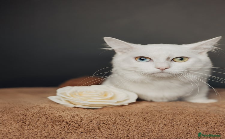 Munchkin cats in Ивсхам - Advert 1