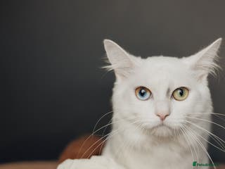 Munchkin cats Pedigree Munchkin for stud duties in Ивсхам - Advert 1