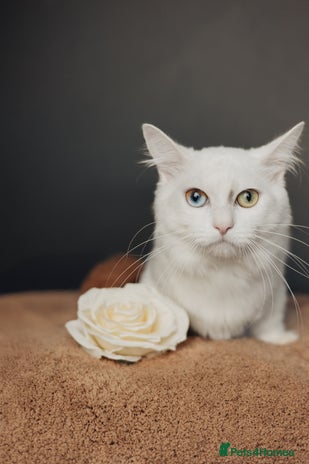 Munchkin cats in Ивсхам - Advert 16