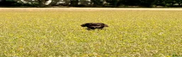 Mixed Breed dogs for sale: A great companion dog - Advert 4
