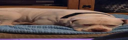 Mixed Breed dogs for sale: American Bulldog in Littlehampton - Advert 3