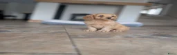 Cavapoo dogs for sale: 🌟 F1 Cavapoo Puppies –  Health Tested Parents - Advert 4