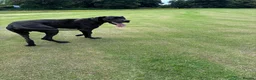Great Dane dogs for stud: Proven KC Registered Great Dane for Stud - Advert 7