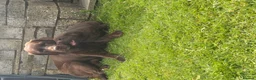 Labrador Retriever dogs for sale: Super Chunky Gorgeous George in Poulton-le-Fylde - Advert 11