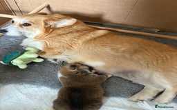 Welsh Corgi Pembroke dogs for sale: KC registered Pembrokeshire corgi puppy  - Image 4