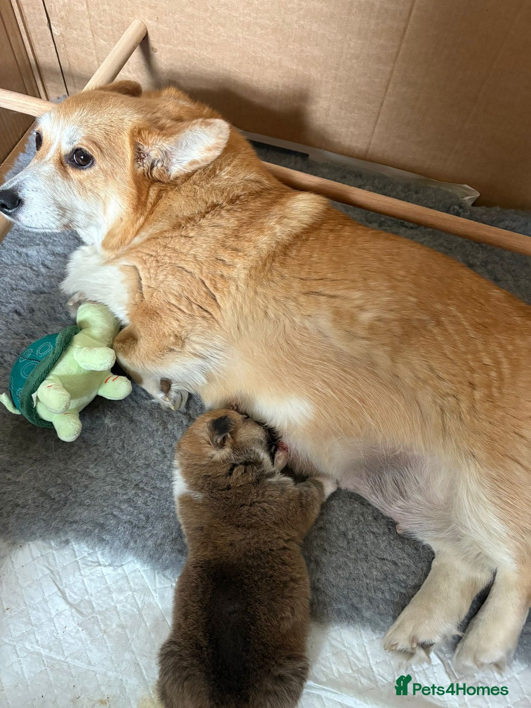 Welsh Corgi Pembroke dogs for sale: KC registered Pembrokeshire corgi puppy  - Image 4