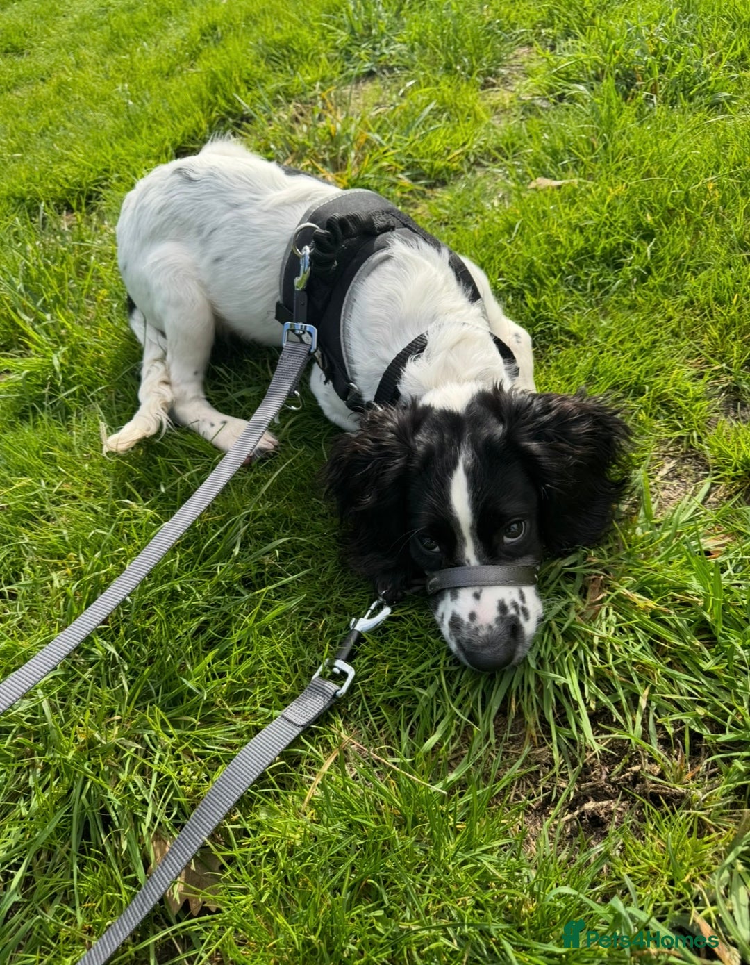 English Springer Spaniel dogs for sale: 8 month old springer spaniel for rehoming - Advert 3