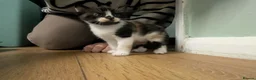 Mixed Breed cats for sale: Very loved, playful, socialised kittens  - Advert 8