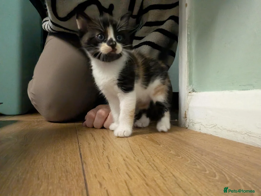 Mixed Breed cats for sale: Very loved, playful, socialised kittens  - Advert 8