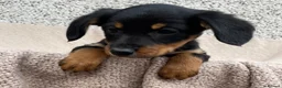 Mixed Breed dogs for sale: 🐾 Gorgeous Cocker × Border Collie Puppies 🌟 in Corwen - Advert 4