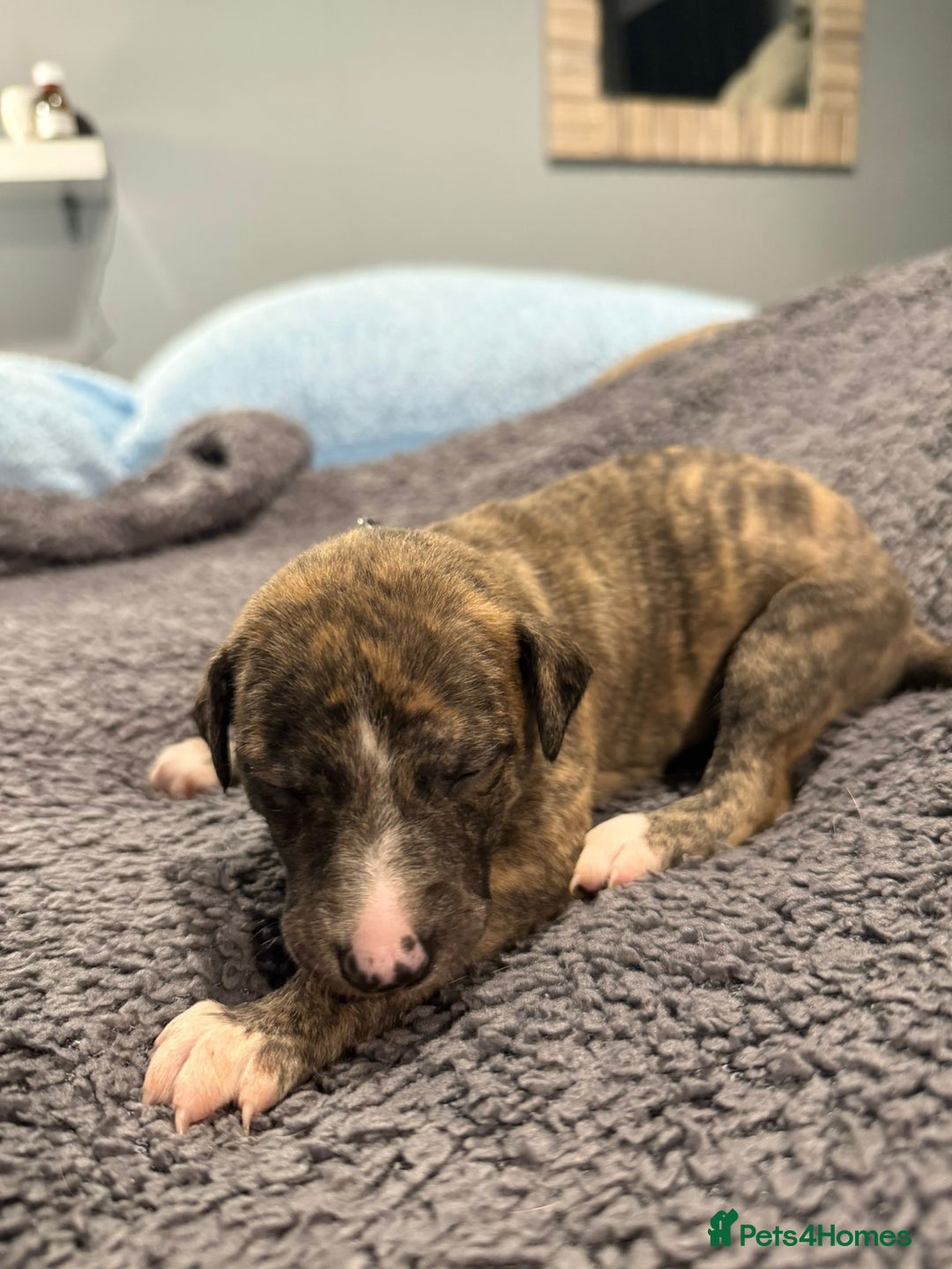 Whippet dogs for sale: 4 x 4 week old pups - Advert 4