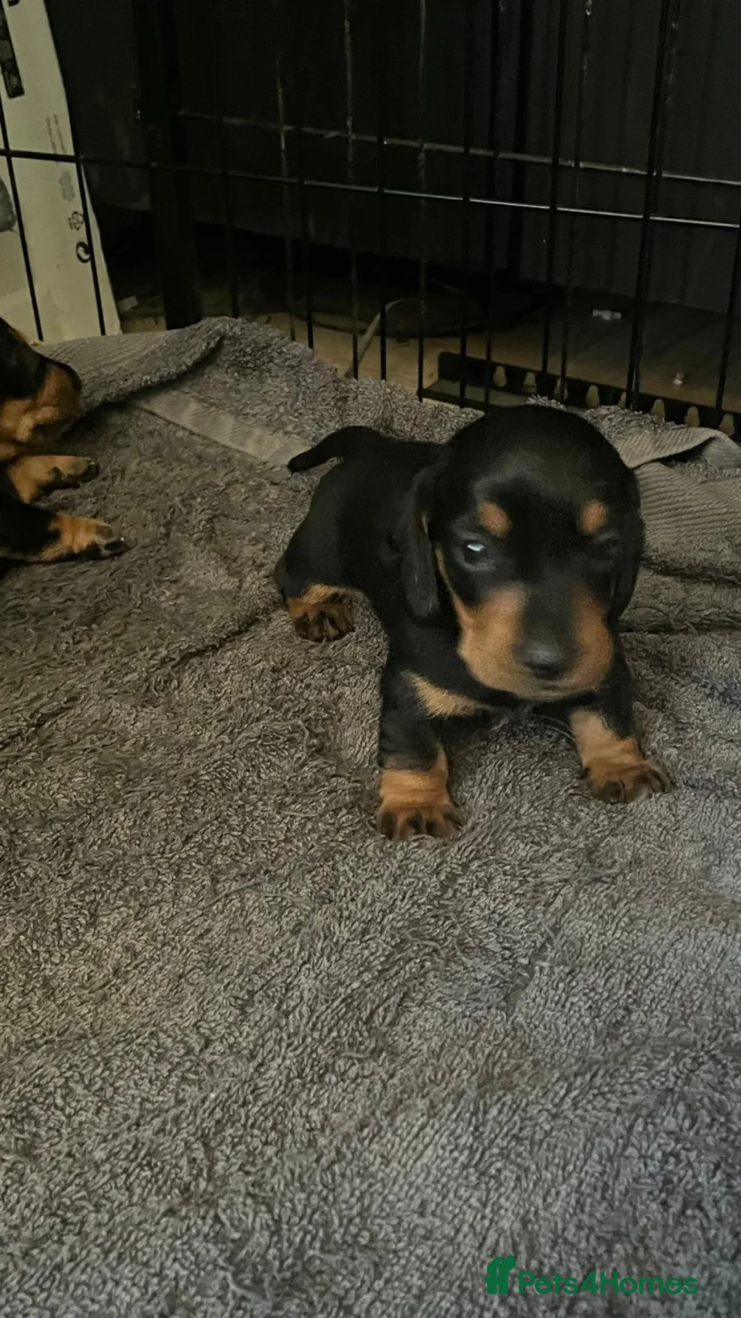 Miniature Dachshund dogs for sale: KC Registered miniature dachshund Puppies  in Rochester - Advert 8