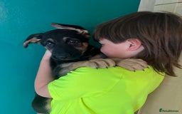 German Shepherd dogs for sale: German Shepherd Puppies  - Image 11