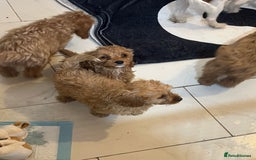 Cavapoo dogs for sale: Cavapoo  - Image 7