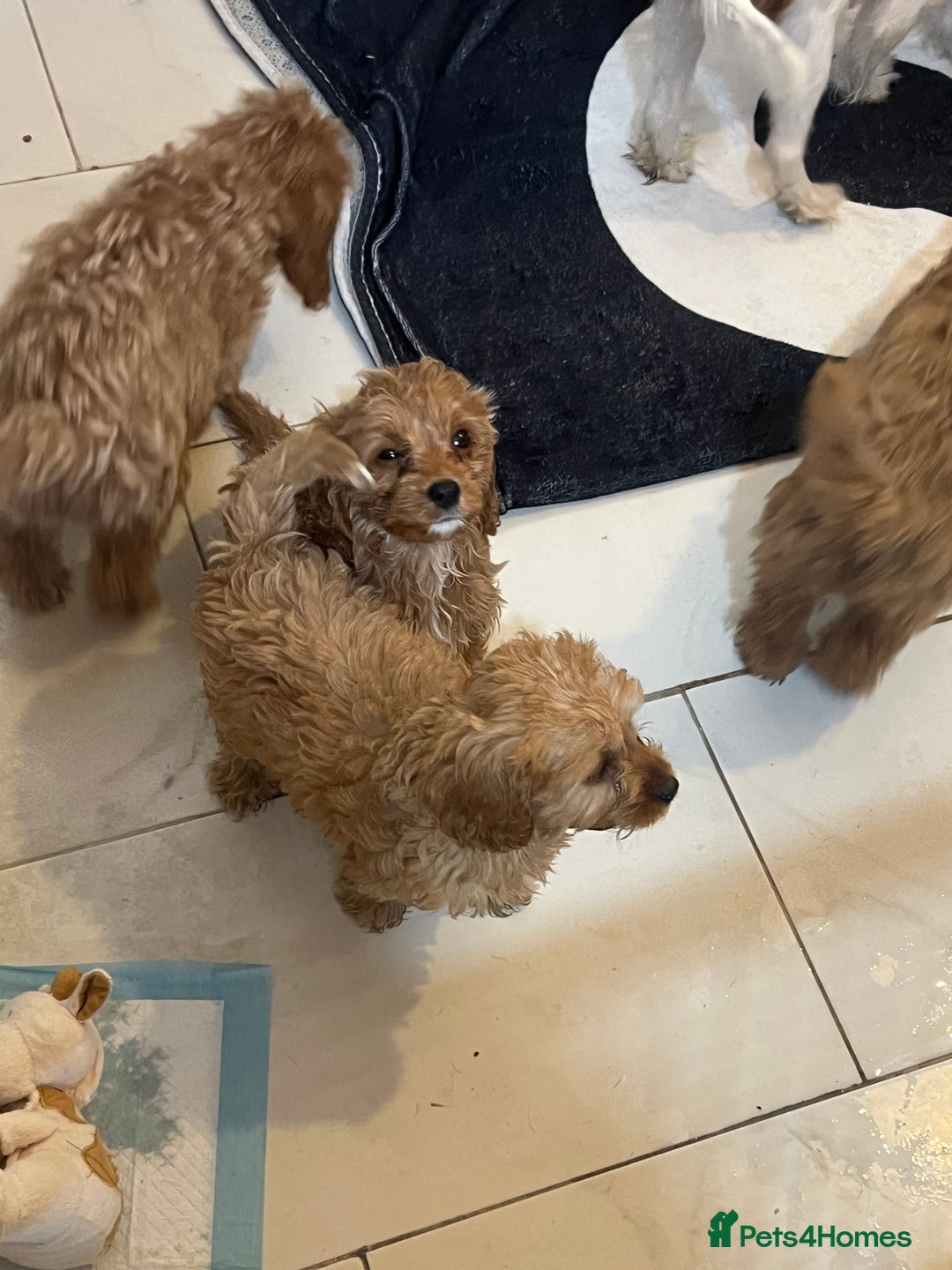 Cavapoo dogs for sale: Cavapoo  - Image 7