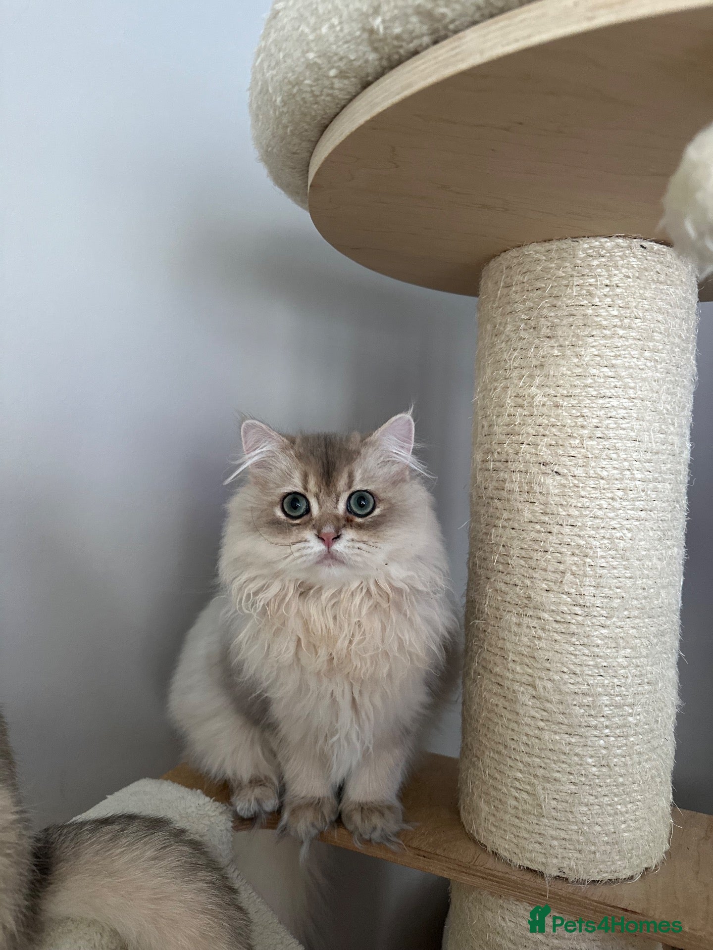 British Longhair cats Golden blue and golden colourpoint cuties  - Advert 1