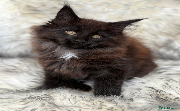 Maine Coon cats - Advert 5