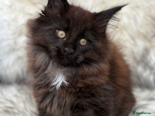 Maine Coon cats - Advert 32