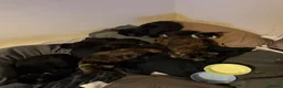 Mixed Breed cats for sale: Please read everyone’s descriptions (4 kittens) - Advert 21