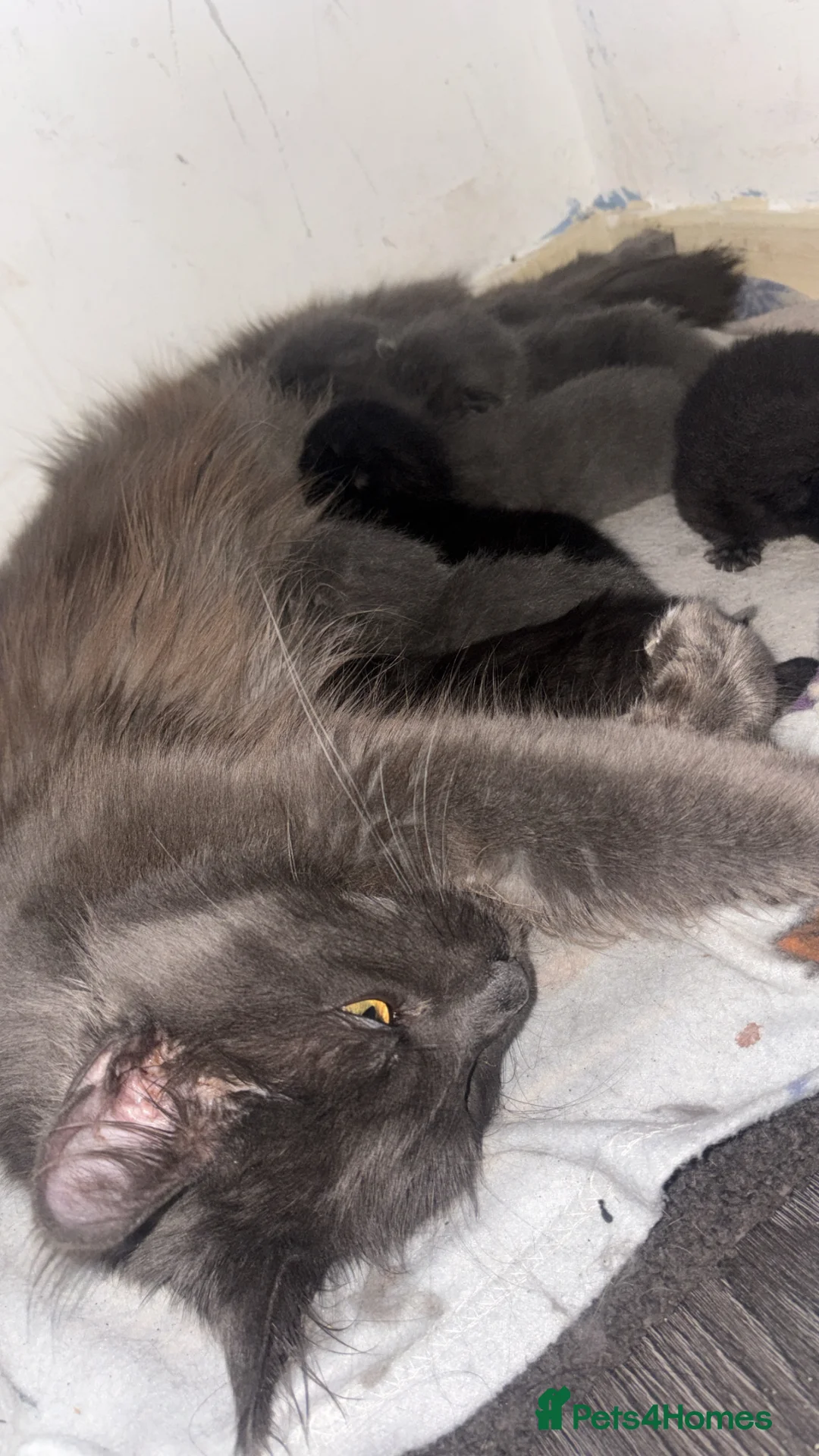 Maine Coon cats for sale: Beautiful litter of 7 maincoon kittens  - Advert 2