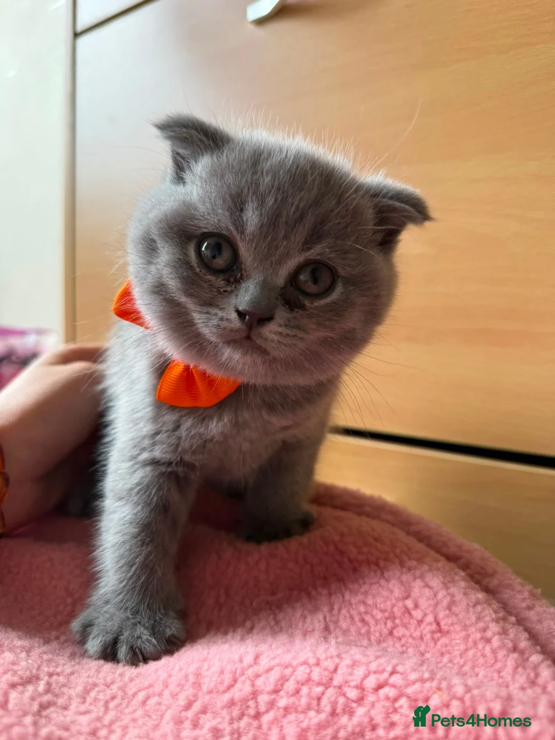 British Shorthair cats for sale: 2 straight ear boys and 4 fold girls,fluffy 🐾🐈‍⬛ - Advert 10