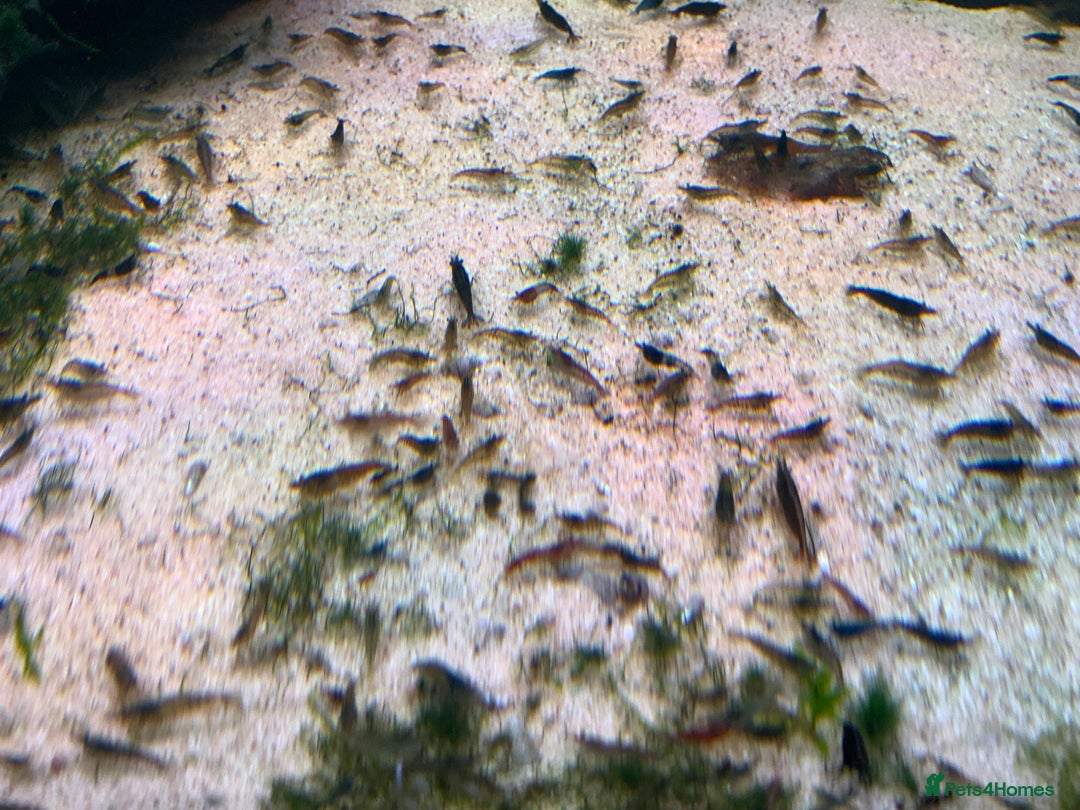 Shrimps fish for sale: Cull Shrimp (Neocaridina) see photos. 50pence each - Advert 3