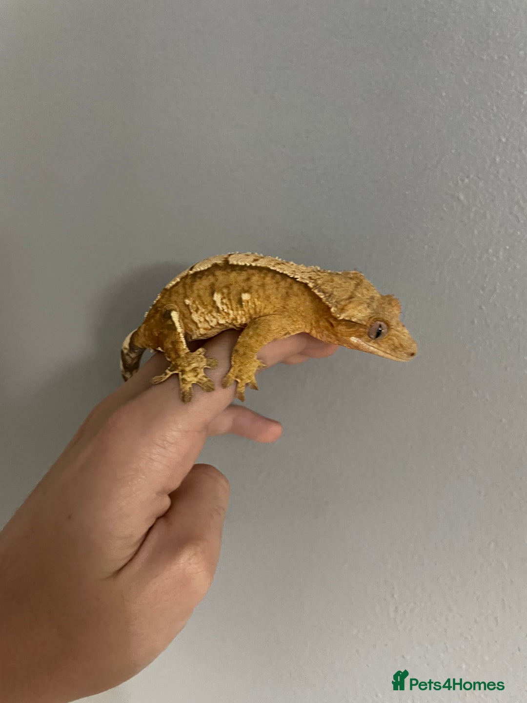 Gecko reptiles for sale: baby crested gecko and females - Image 2